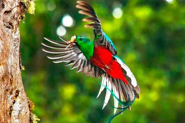 Birdwatching Tour